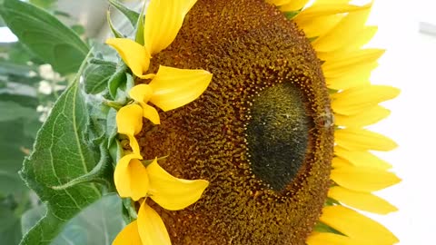 Busy bumblebees work hard to collect pollen for winter