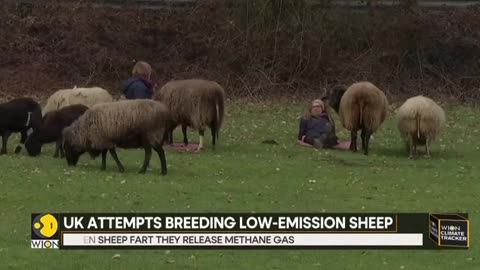 low emission sheep UK