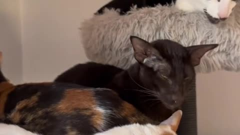 Brotherly Love at Cuddle Time - Cute Cat