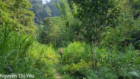 Harvesting wild ginseng - Catching wild pigs to raise