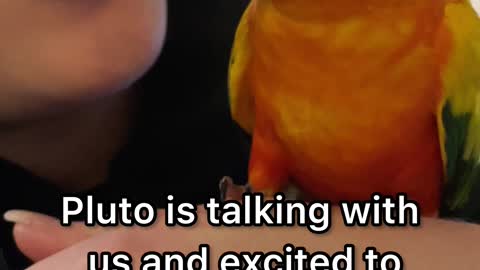Two parrots react to seeing their parents after 5 days away