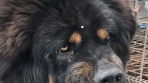 Tibetan mastiff attack!