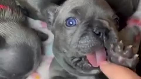 Cute dogs 🐶 trending video