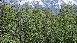 Wrangell St.Ellias Mtn range, Mt.Drum on a beautiful sunny clear day.7/9/23