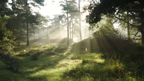 Healing Sounds: Forest Music with Nature Scenery. Clear your Mind and Connect to Yourself