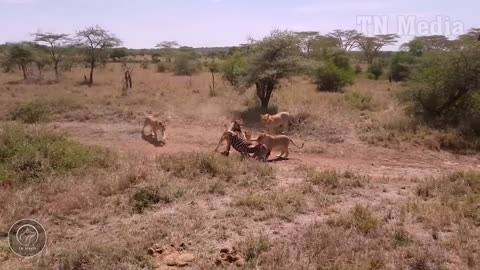 ANGRY MOM HIPPO DESTROYS LION TO RESCUE CUTE BABY HIPPO