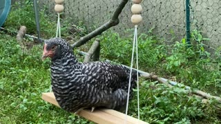 Merci - my Barred Rock enjoying the new swing. July 29, 2022