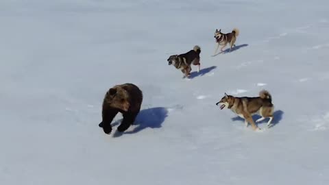 Beast barks vs bear. Amazing footage from a quadrocopter