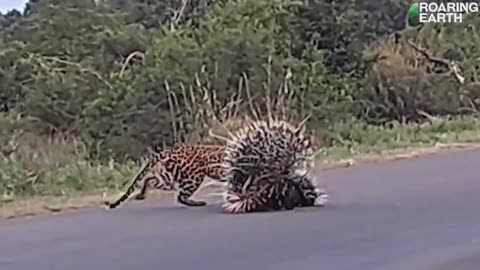 Porcupines Protect Babies from Leopard Attack