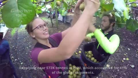 New Zealand: Kiwi Farm – Kiwifruit is harvested and packaged in the factory