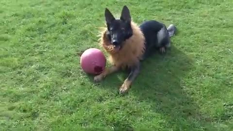 Dog training short video for home training dog video short traind video