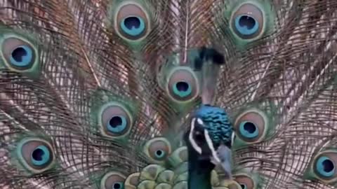 Peacock is the most beautiful creature in all of God's creation