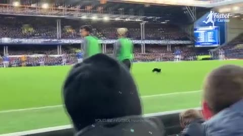 Funniest Moments With Animals On the Football Pitch