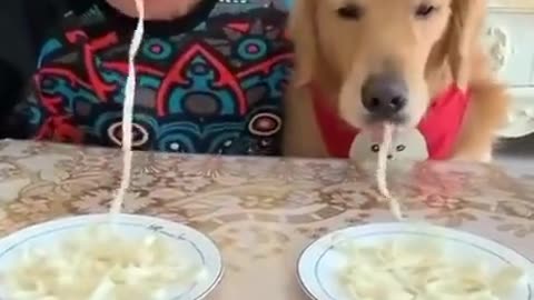 The dog eats spaghetti on time