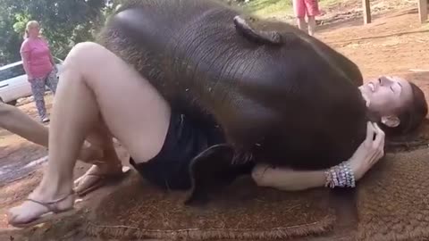 Baby Elephant Likes To Cuddle Just Like A kitten