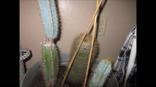 Loves Hot Heat Blue Columnar Cactus Nov 2022