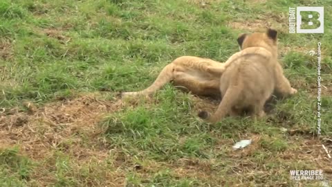 Roaring Success: Victoria Zoo's Baby Lions Get Their Names in Online Poll