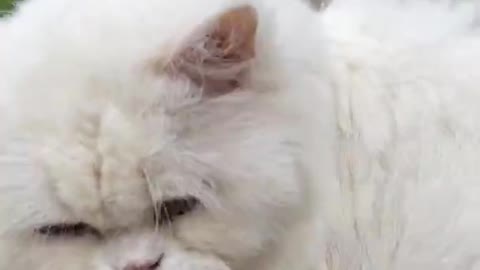 Extremely beautiful cute white fluffy persian cat playing in the rain || Cat play run funny