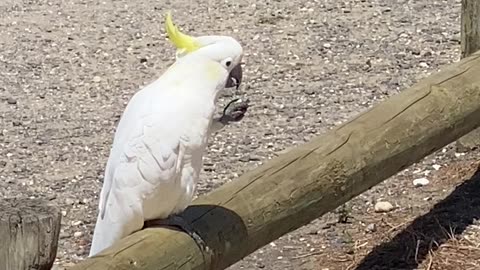 The white cockatoo (Cacatua alba)