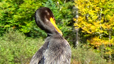 Cormorant