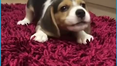 CUTENESS OVERLOAD!!! CUTE PUPS HOWLING FOR THE FIRST TIME