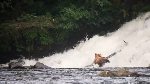 National Geographic's Extraordinary Journey through Alaska's Inside Passage