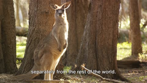 Australia's Hoppers - Why Are Kangaroos Only Found In Australia ?
