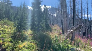 Oregon - Mount Hood - Burnout to Alpine Transition Zone