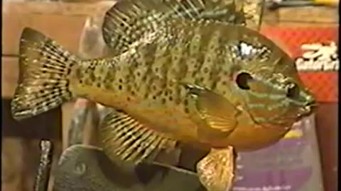 How to Paint a Pumpkinseed Bluegill