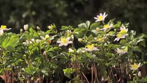 FLOWERS CAN DANCE!!! Amazing nature/ Beautiful blooming flower time lapse video