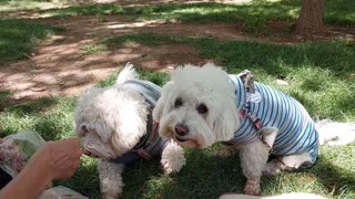 Dogs eating lunch