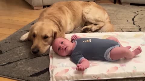 Adorable Golden Retriever Pup Won't Leave Newborn Baby's Side! (Cutest Ever!!)
