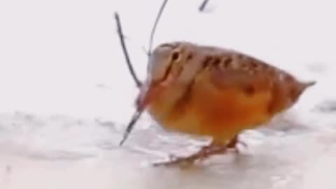 Dancing Bird