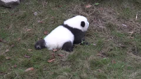 Cute cute little panda