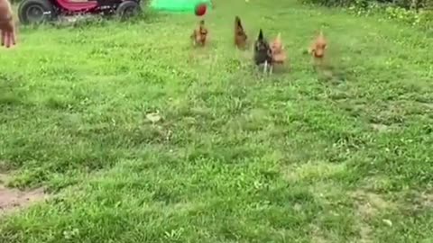 TRY NOT TO LAUGH .. Crazy chicken is amazing and funny.. ANIMALS funniest - PART # 02