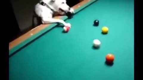 Snooker player dog 🐕😂