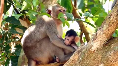 Little monkey is kidnapped, poor baby calling for help, mom comes to rescue.