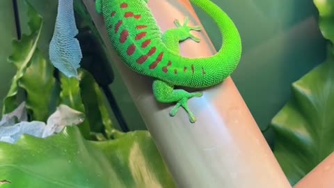 Giant day gecko shedding