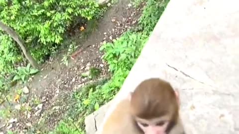Monkey funny vedio