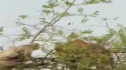 Tiger hungry eat monkey on top of tiger tree