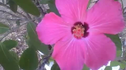 Beautiful pink hibiscus flower, the wind blows towards it, pretty natural effect! [Nature & Animals]
