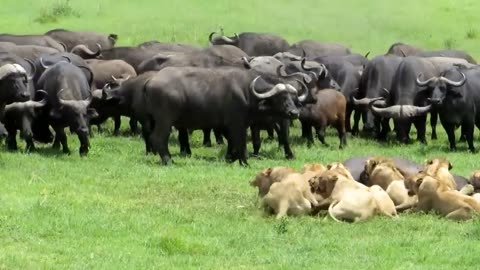 Lions- Buffalos- Music- Dj