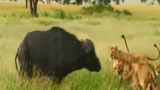 A buffalo hunted by a tiger