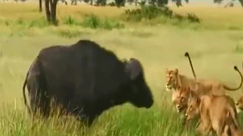 A buffalo hunted by a tiger