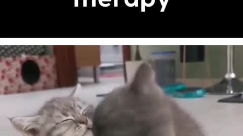 Cat Therapy for Stress Relief