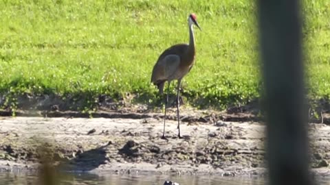 Dinosaur Fights: Sandhill Crane sees the New Alligator on Lake Greer