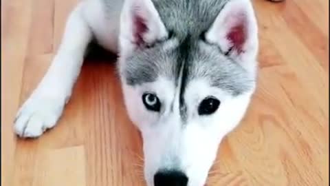 Telling My HUSKY She's Being Put Up for Adoption Prank! (She almost believed me!)