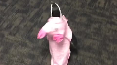 Penguin Adorably Struts Around In Halloween Pig Costume