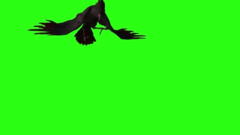 animal crow keying element flying composite video