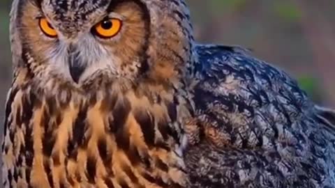 Such an amazing species. Love owls.